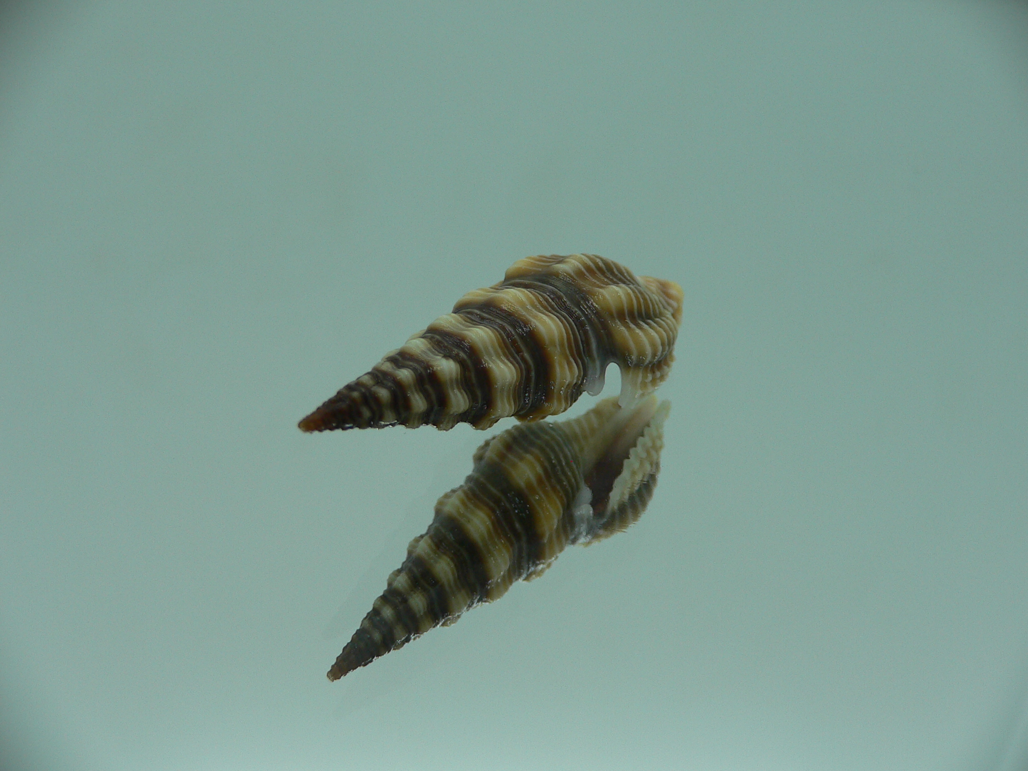 Ptychobela griffithii