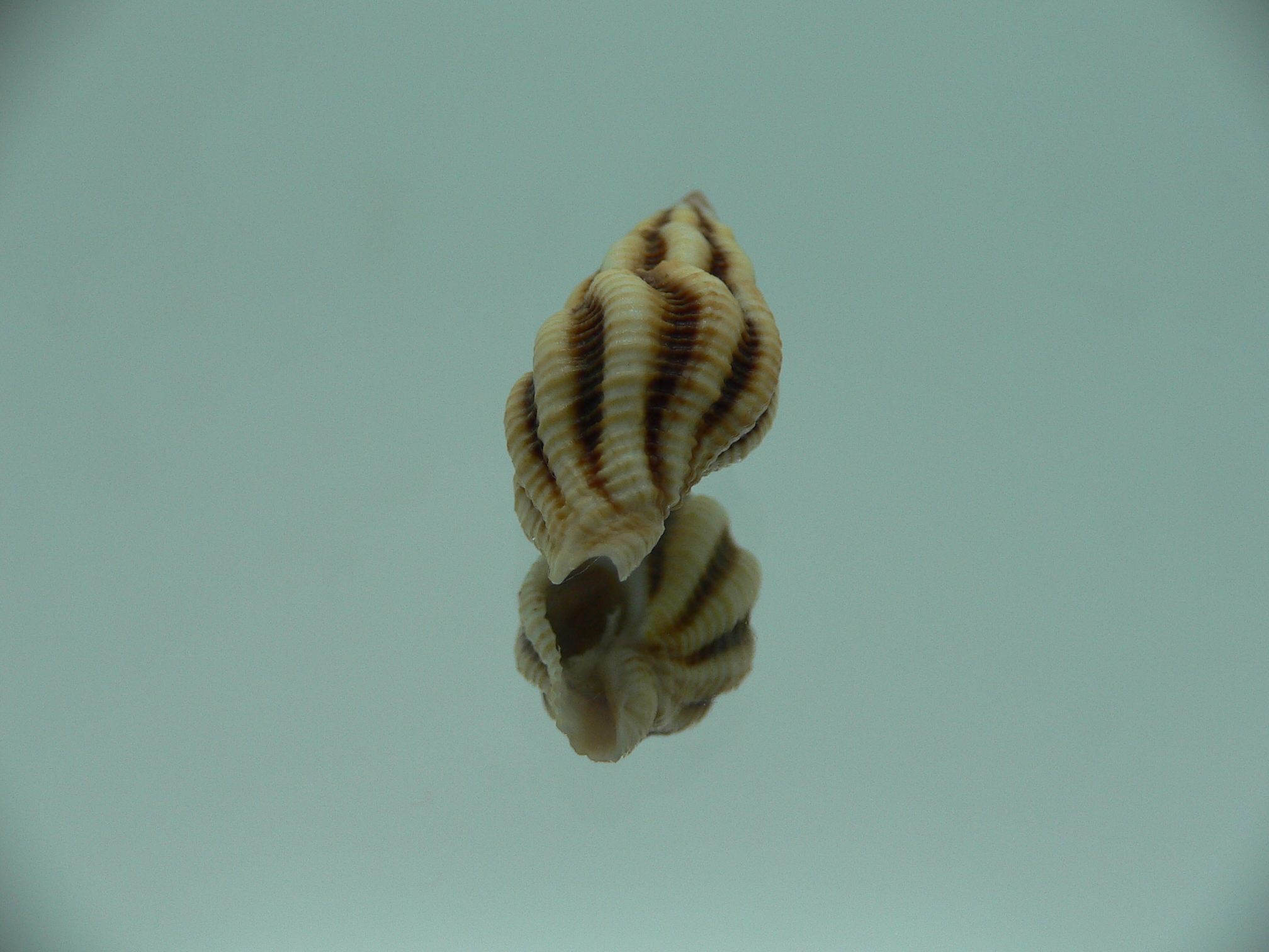 Peristernia reincarnata BIG & IDEAL