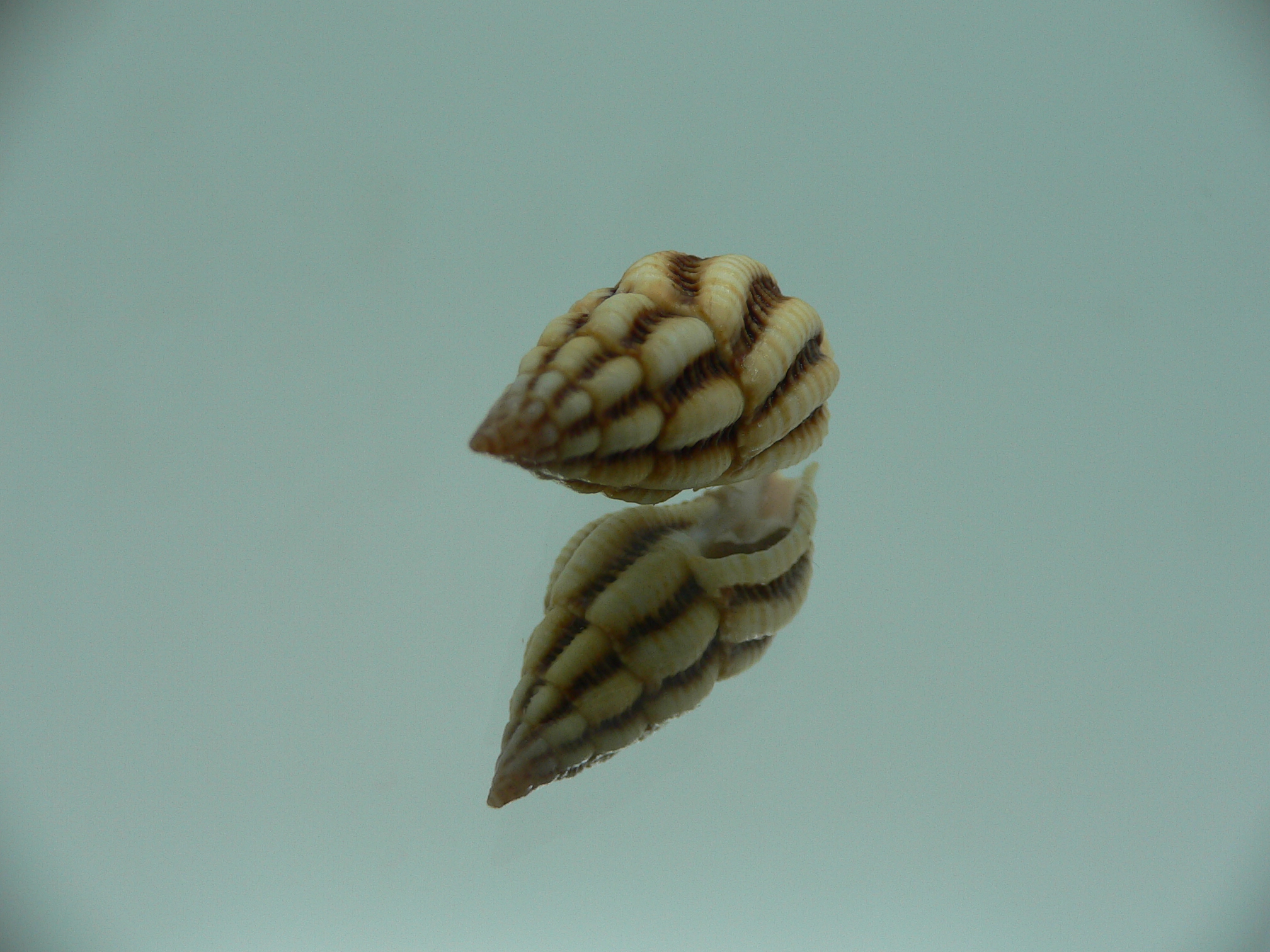 Peristernia reincarnata BIG & IDEAL