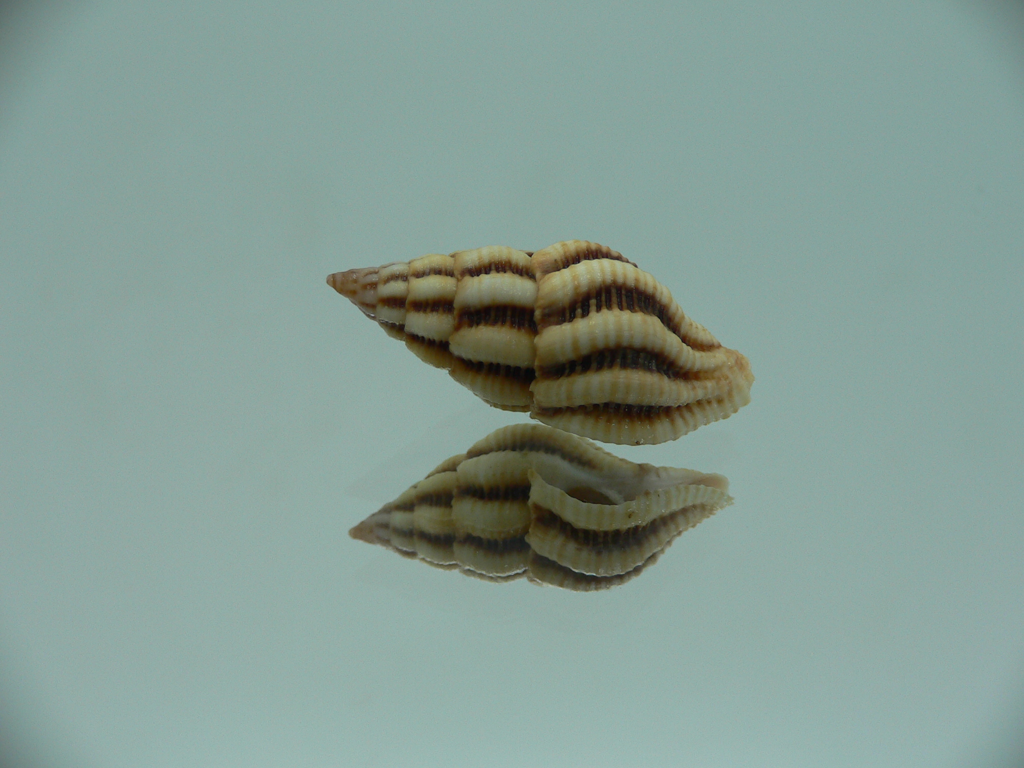 Peristernia reincarnata BIG & IDEAL