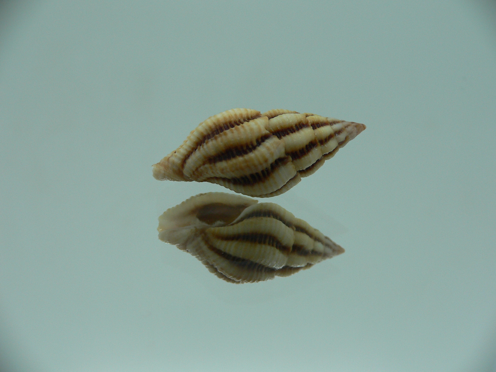 Peristernia reincarnata BIG & IDEAL