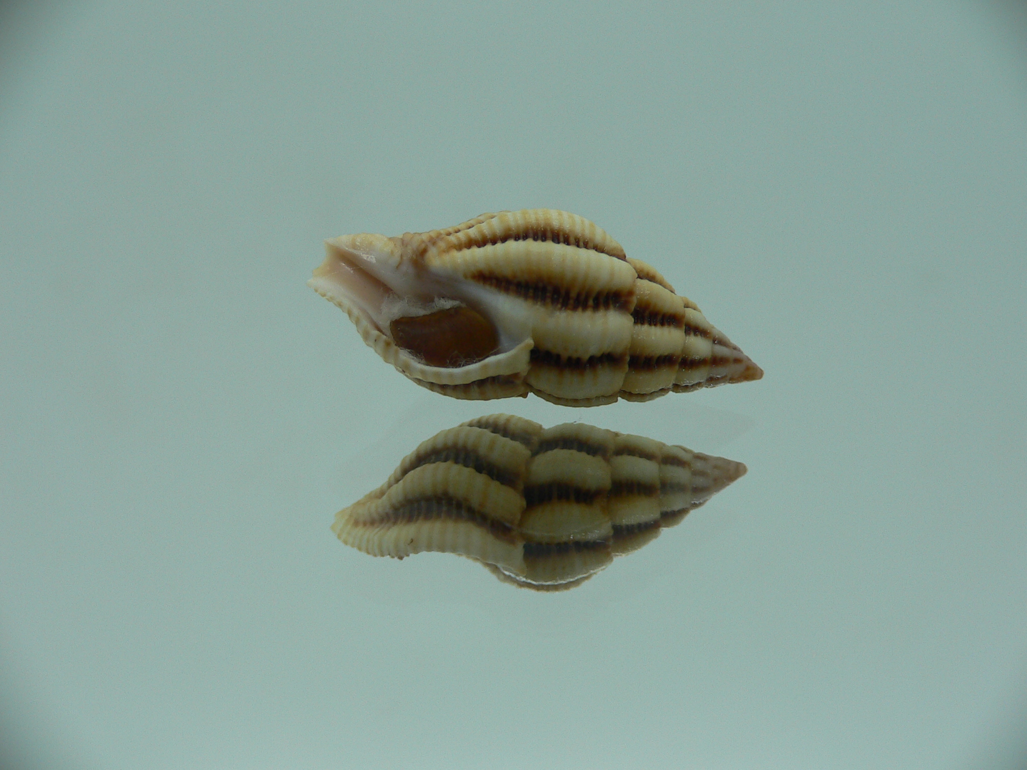 Peristernia reincarnata BIG & IDEAL