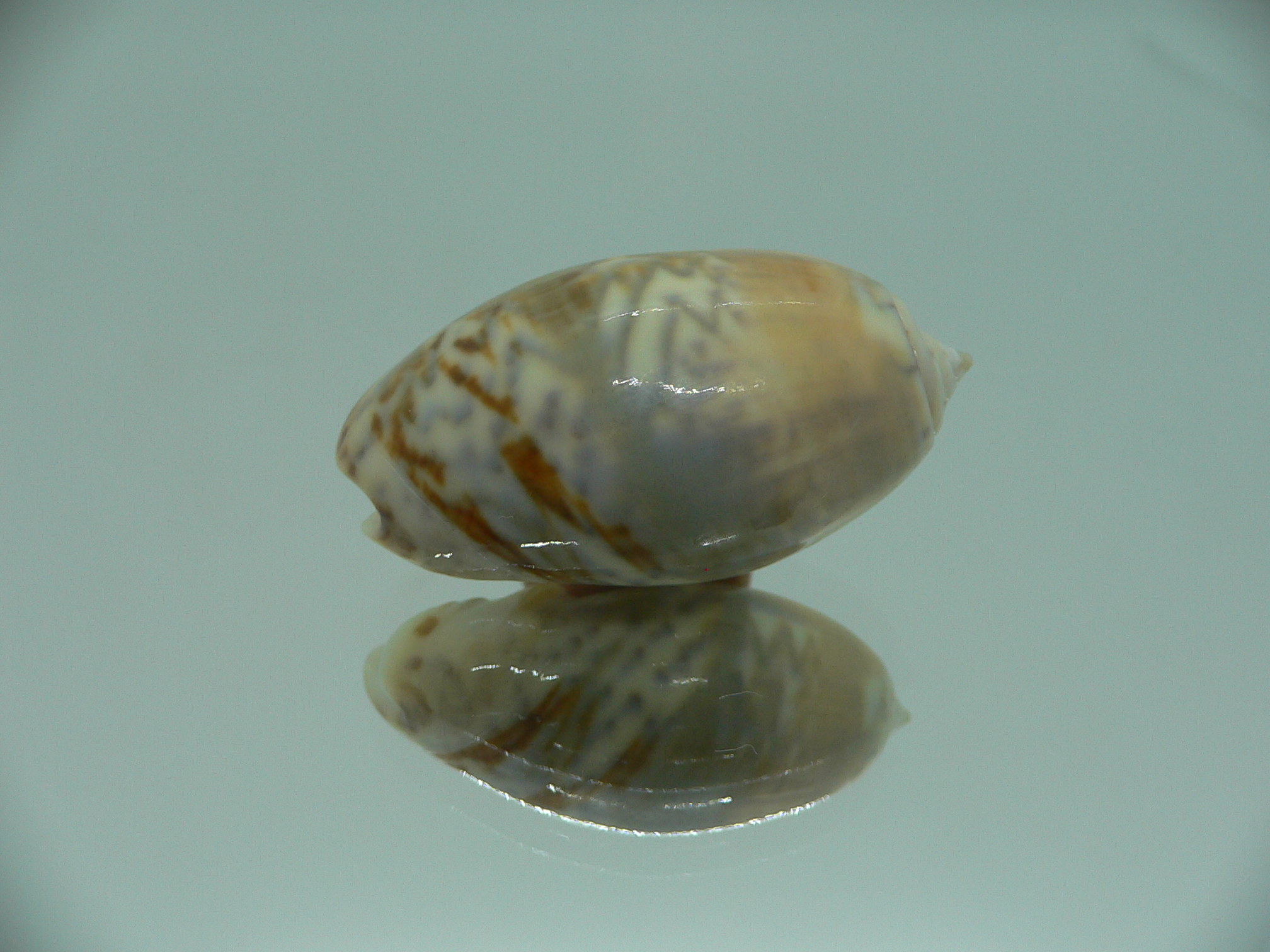 Oliva bulbosa SUPER COLOR