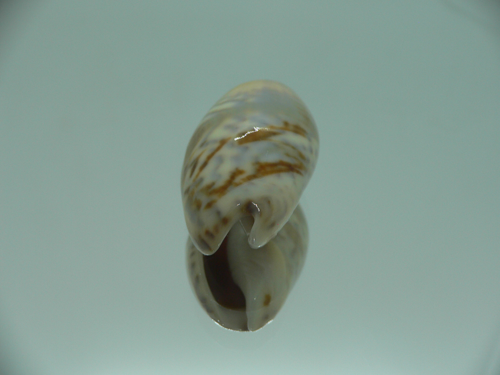 Oliva bulbosa SUPER COLOR