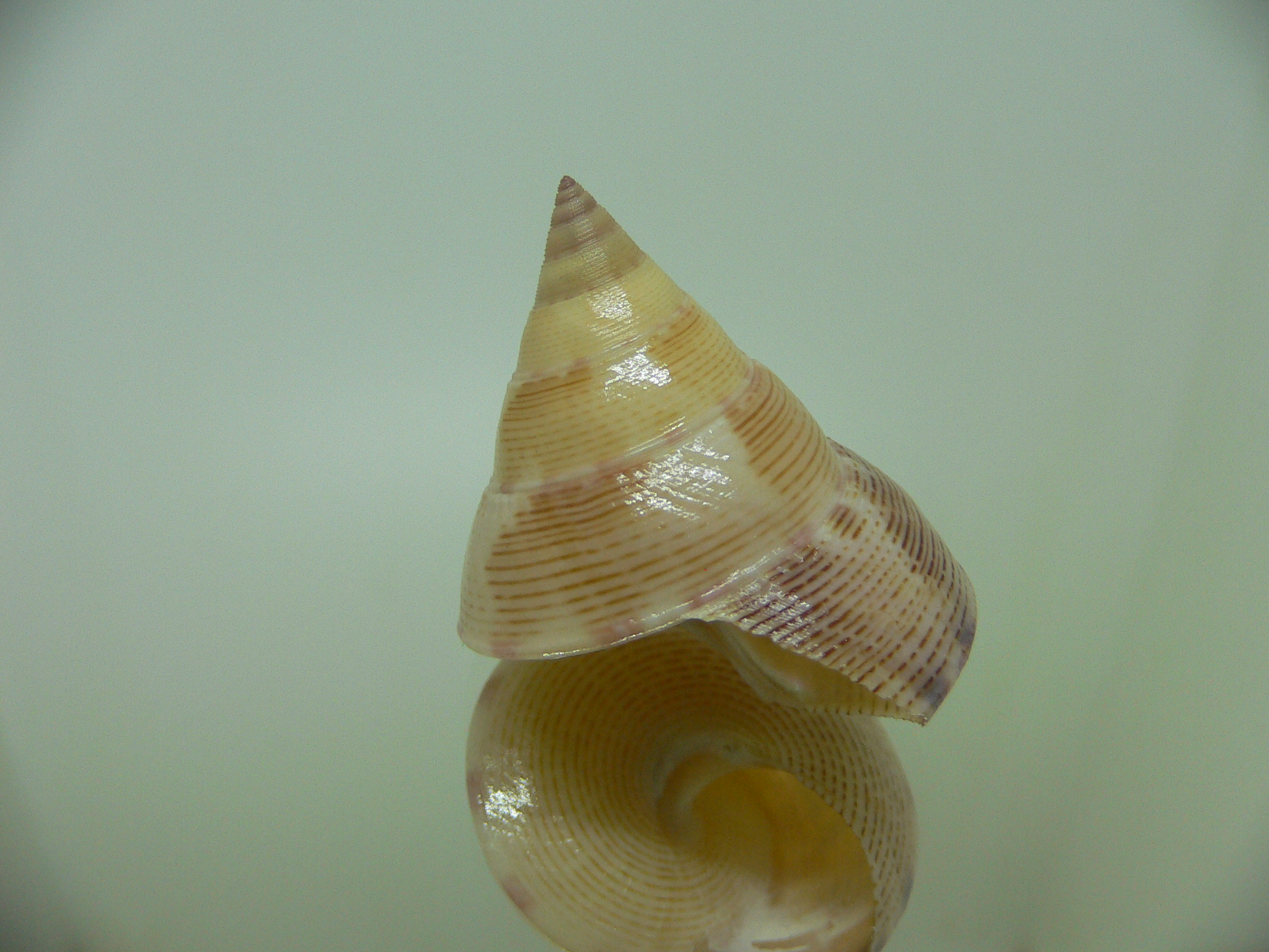 Benthastelena haliarchus PINK