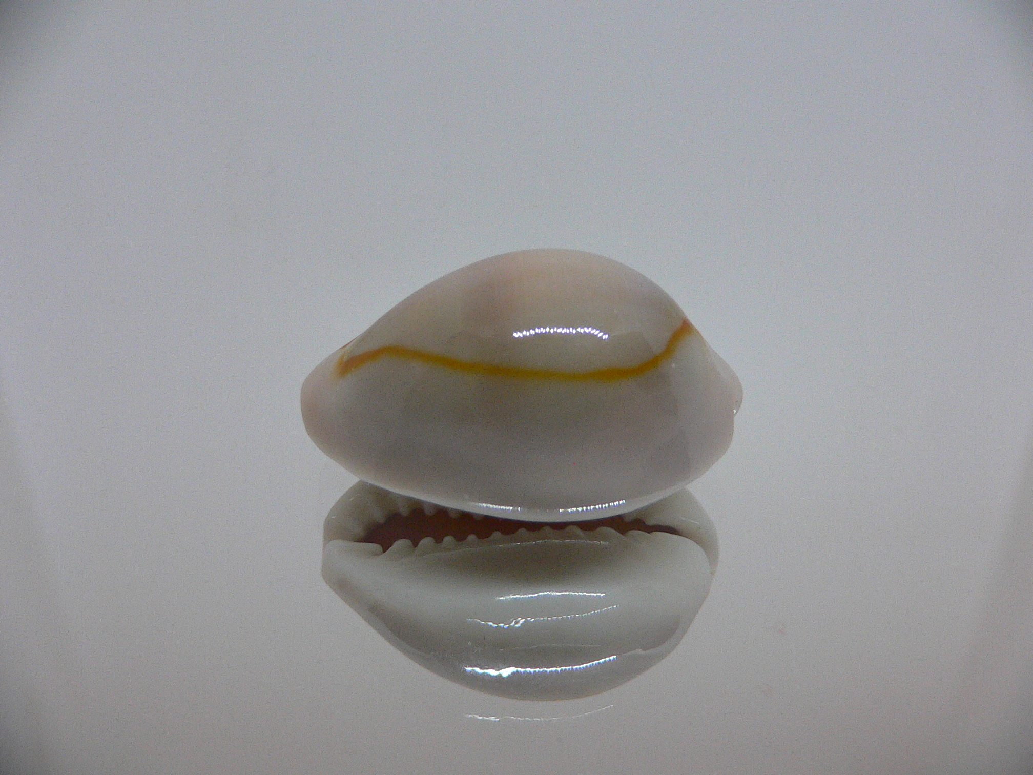 Cypraea annulus cf. circumpicta (var.) BIG & PINK