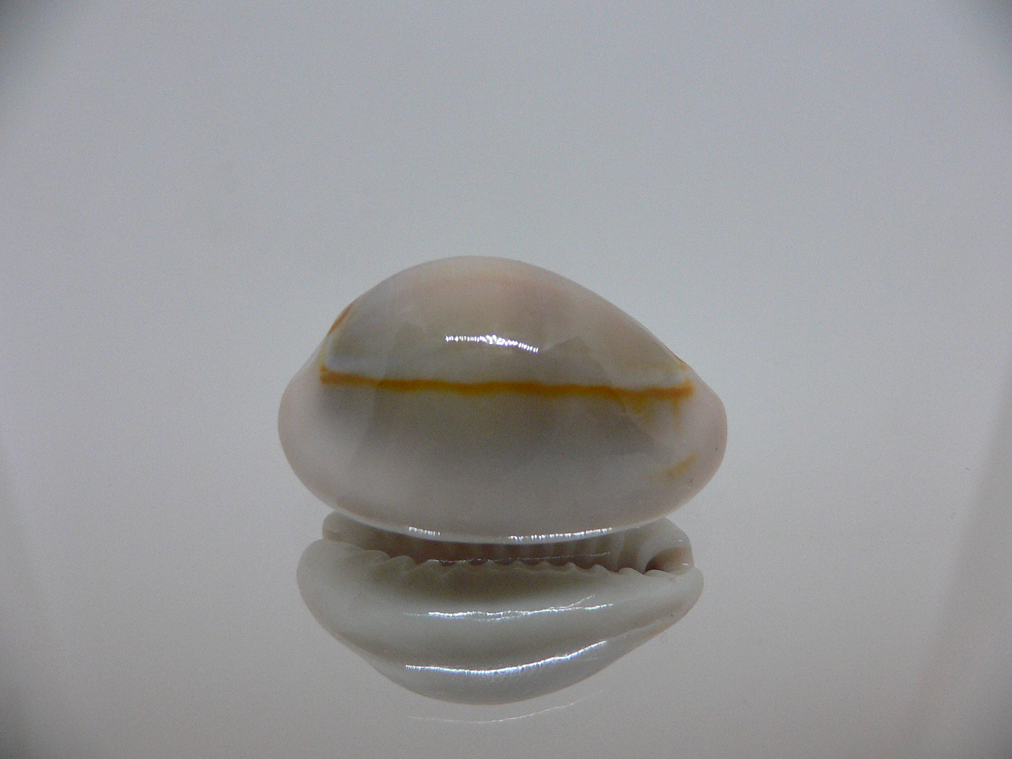 Cypraea annulus cf. circumpicta (var.) BIG & PINK