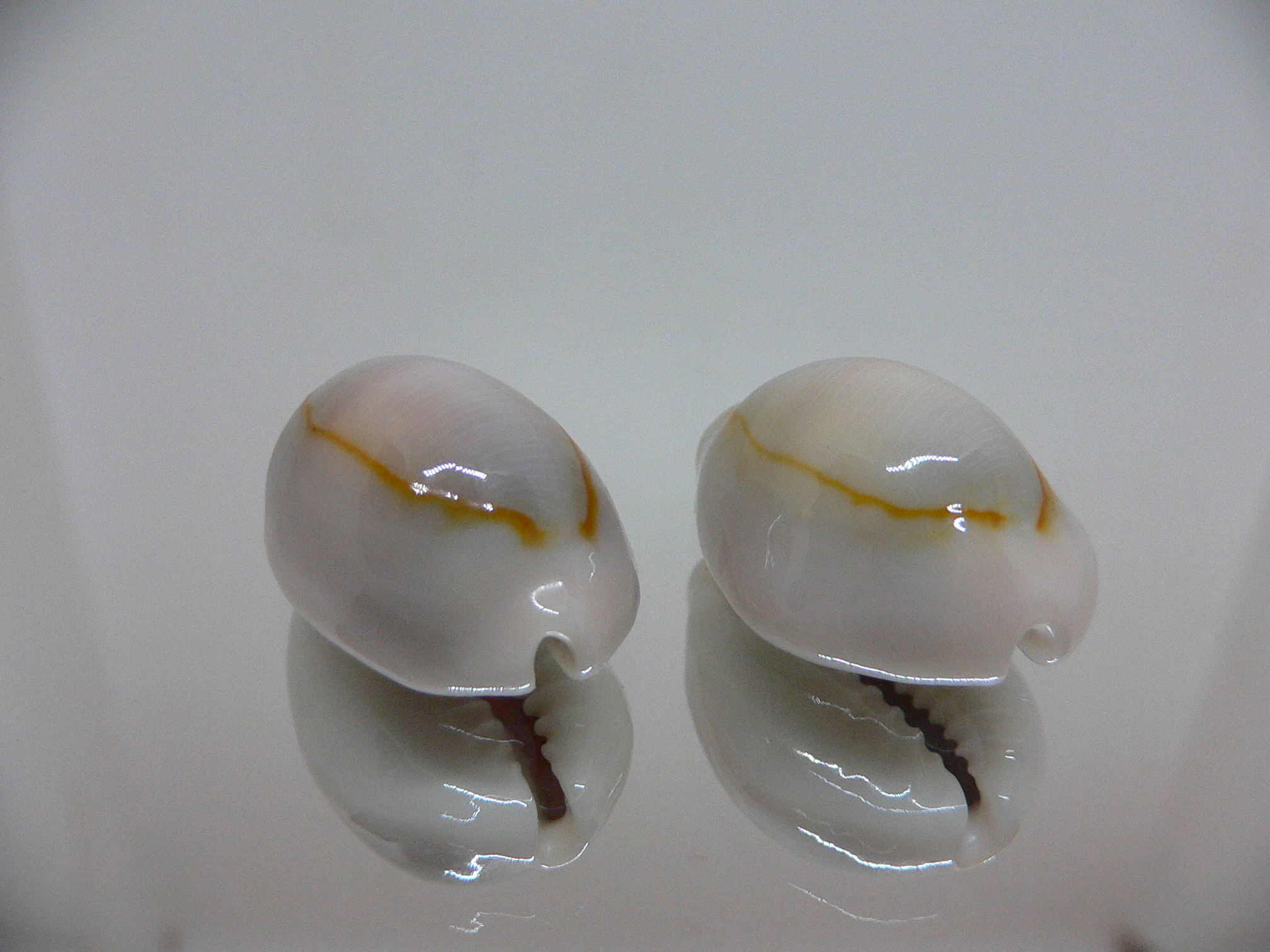 Cypraea annulus cf. circumpicta (var.) BIG & PINK