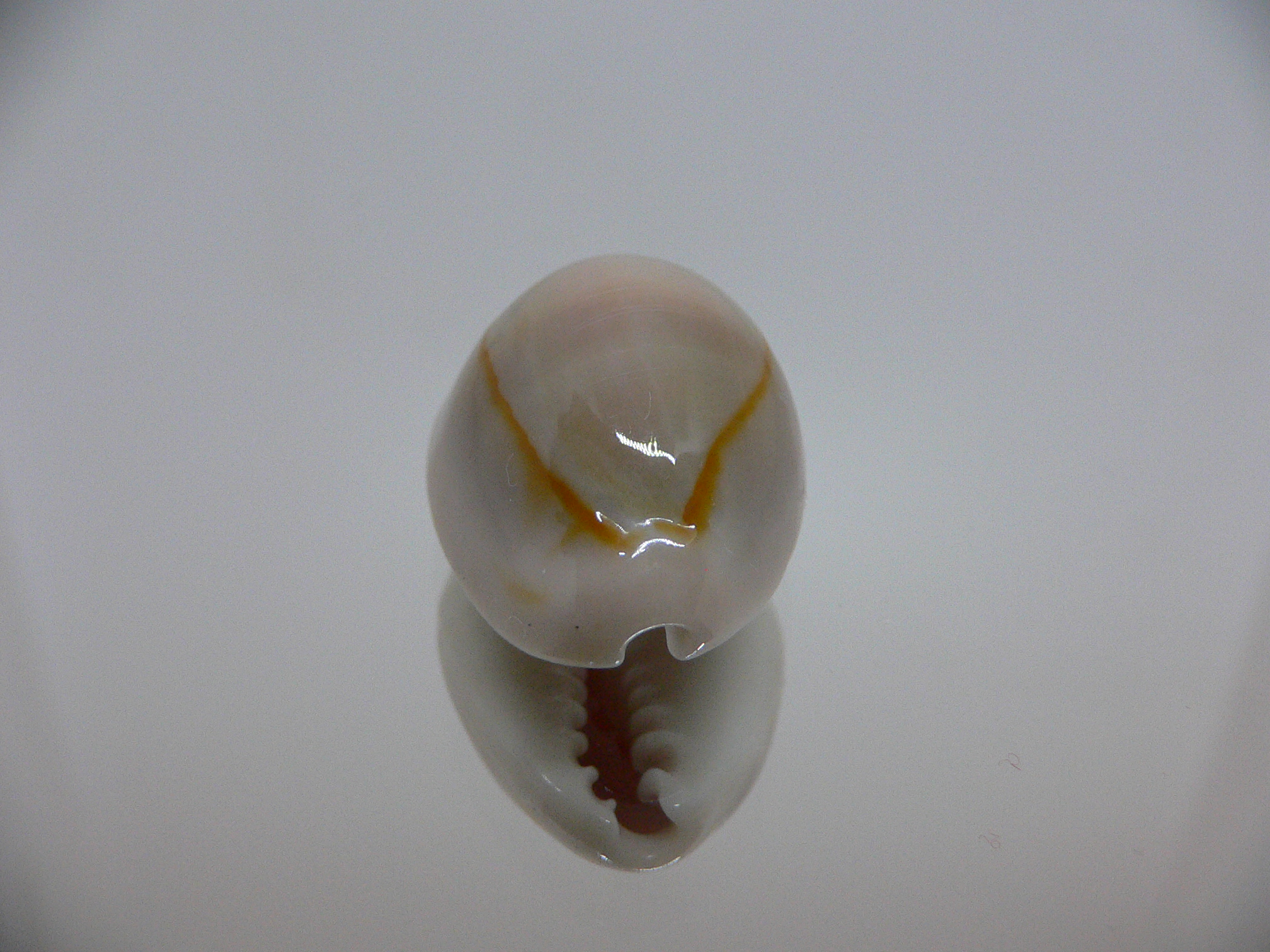 Cypraea annulus cf. circumpicta (var.) BIG & PINK