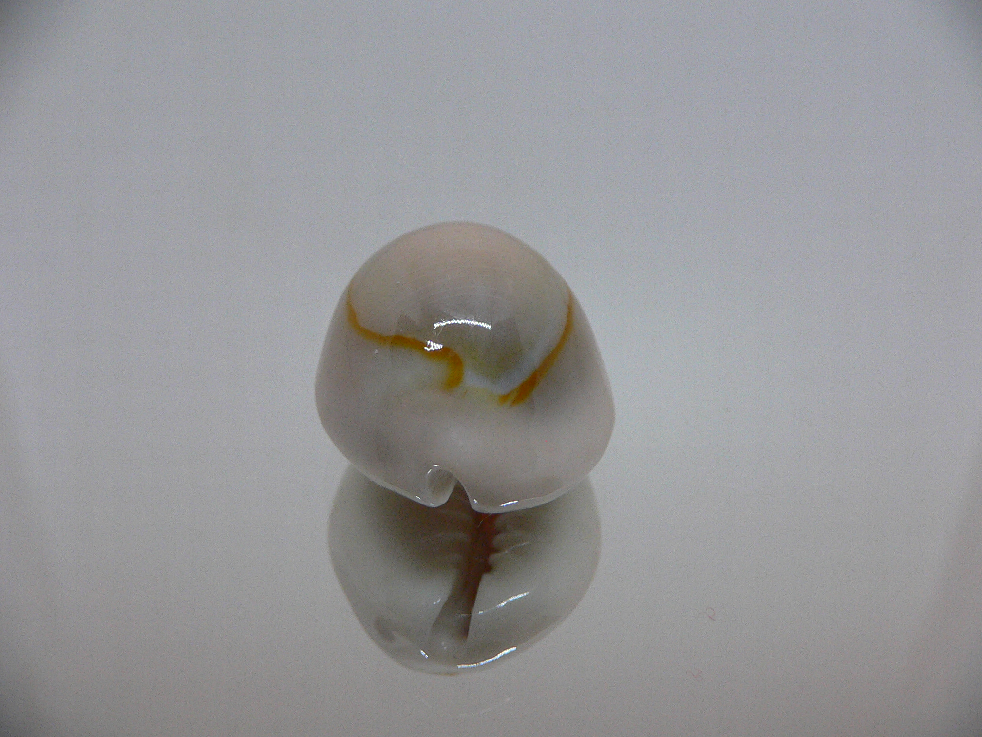 Cypraea annulus cf. circumpicta (var.) BIG & PINK