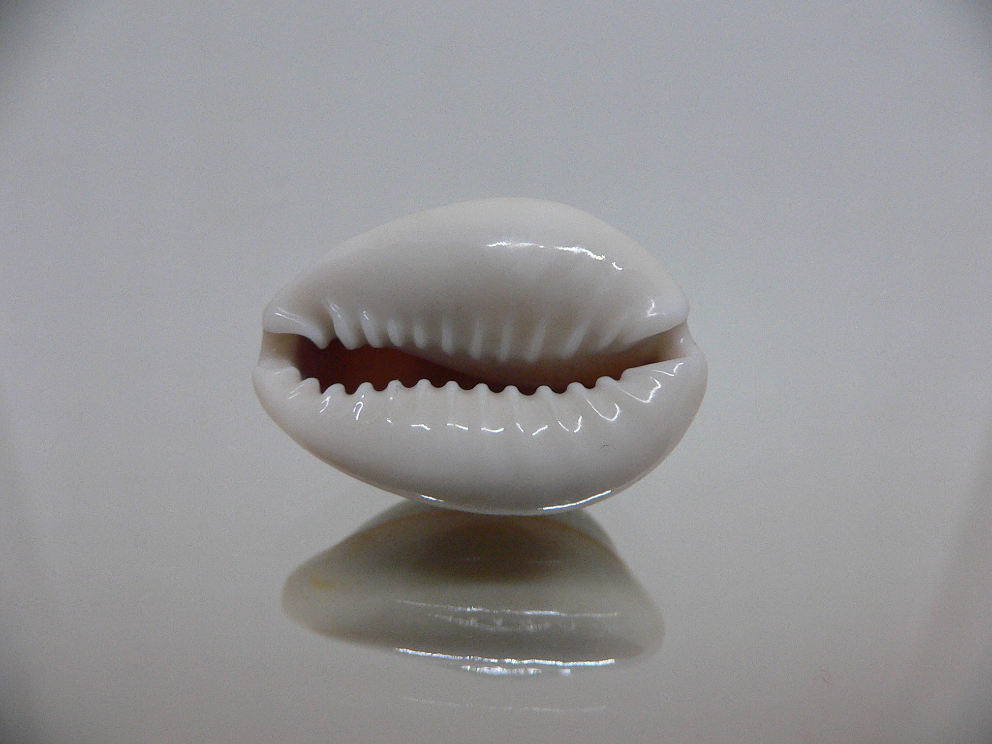 Cypraea annulus cf. circumpicta (var.) BIG & PINK