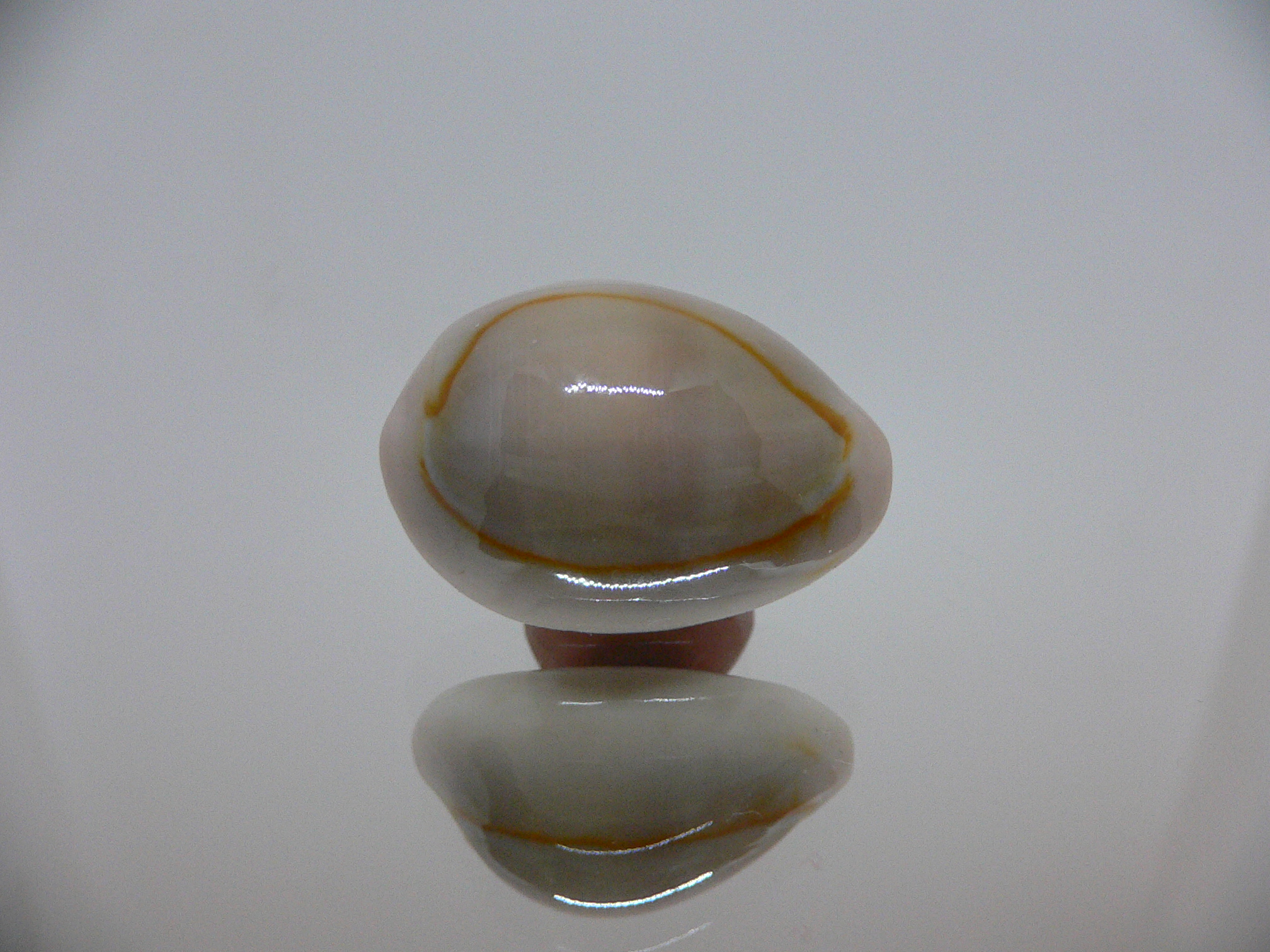 Cypraea annulus cf. circumpicta (var.) BIG & PINK