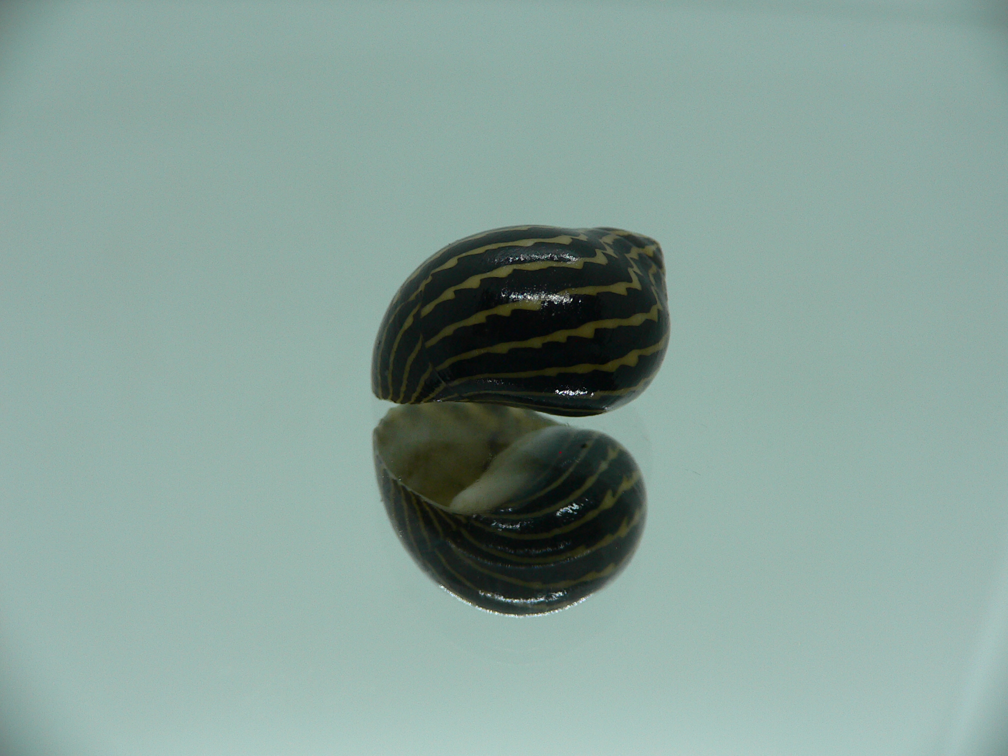 Neritina gagates STRIPES & DARK