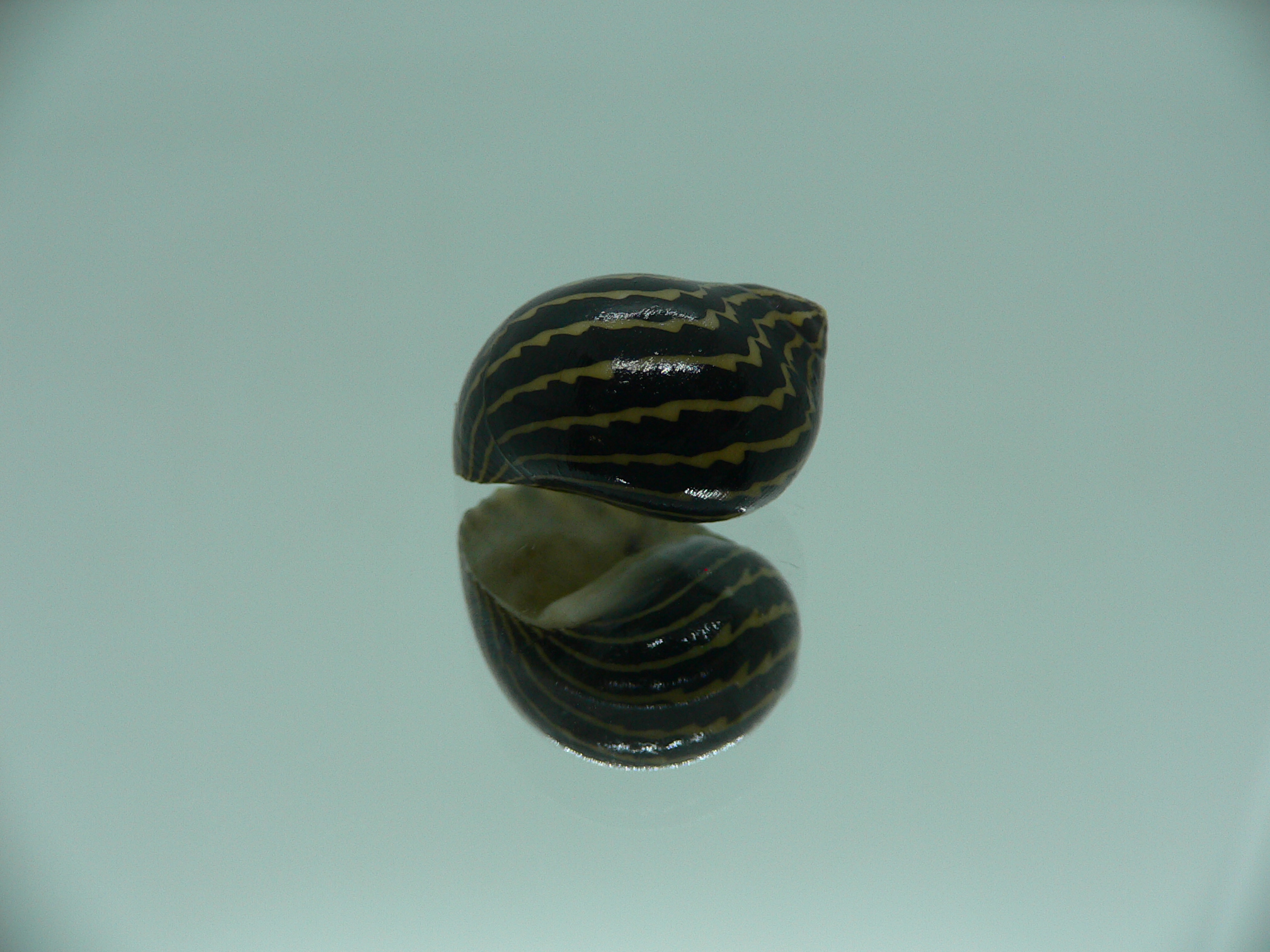 Neritina gagates STRIPES & DARK