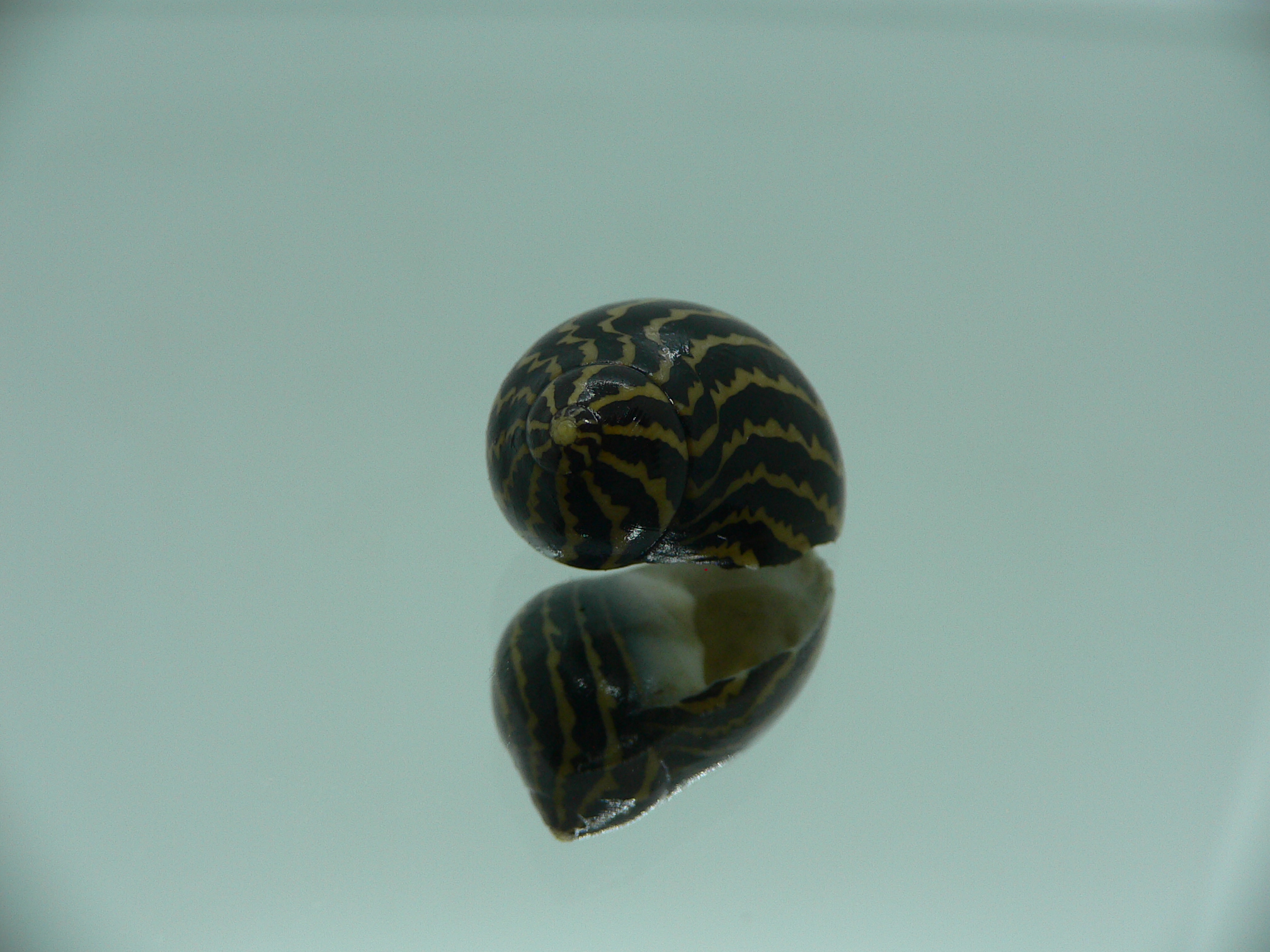 Neritina gagates STRIPES & DARK