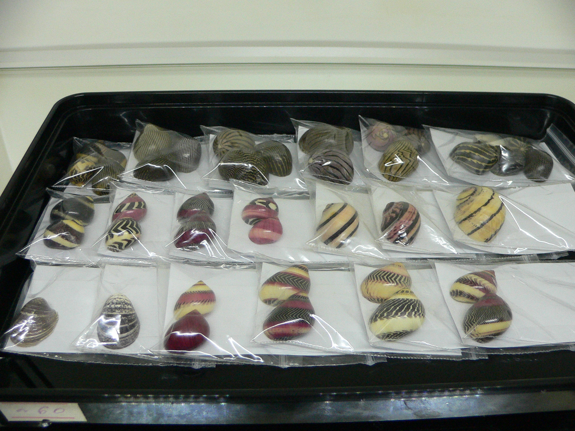 Neritina gagates STRIPES & DARK