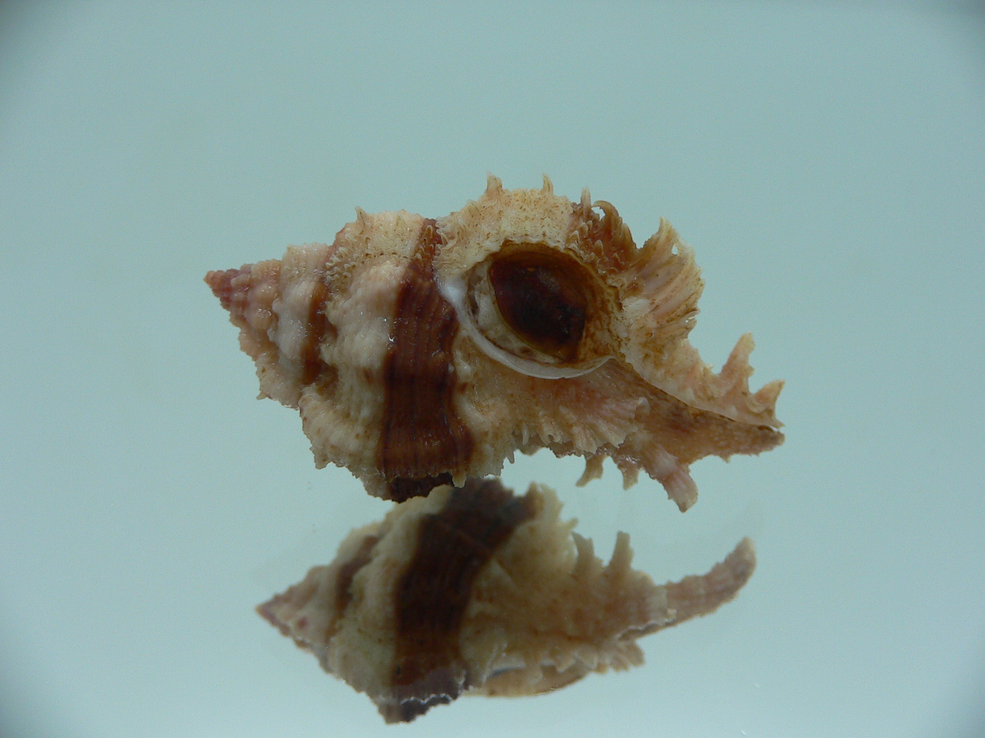 Chicomurex gloriosus DARK STRIPED