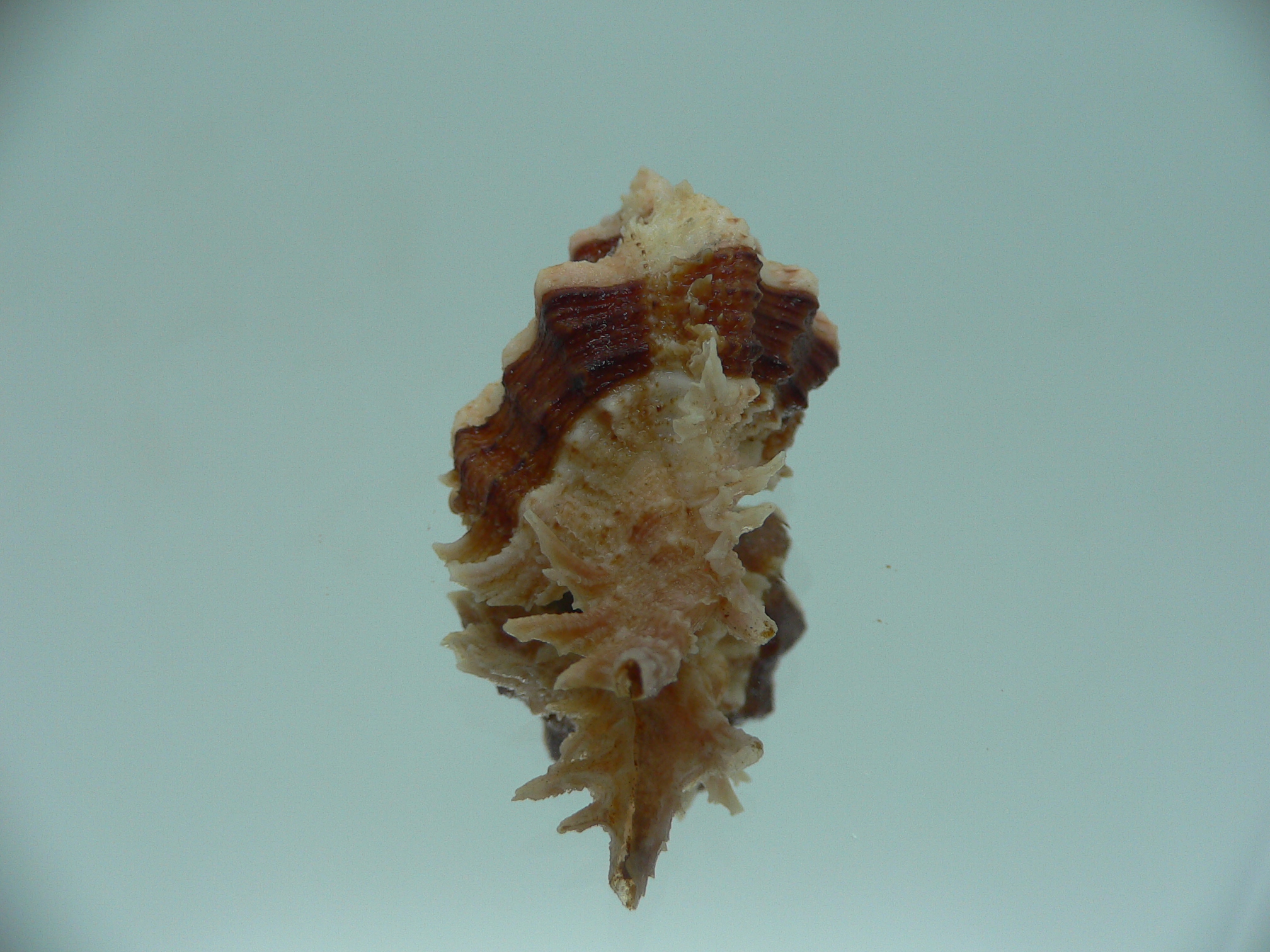 Chicomurex gloriosus DARK STRIPED