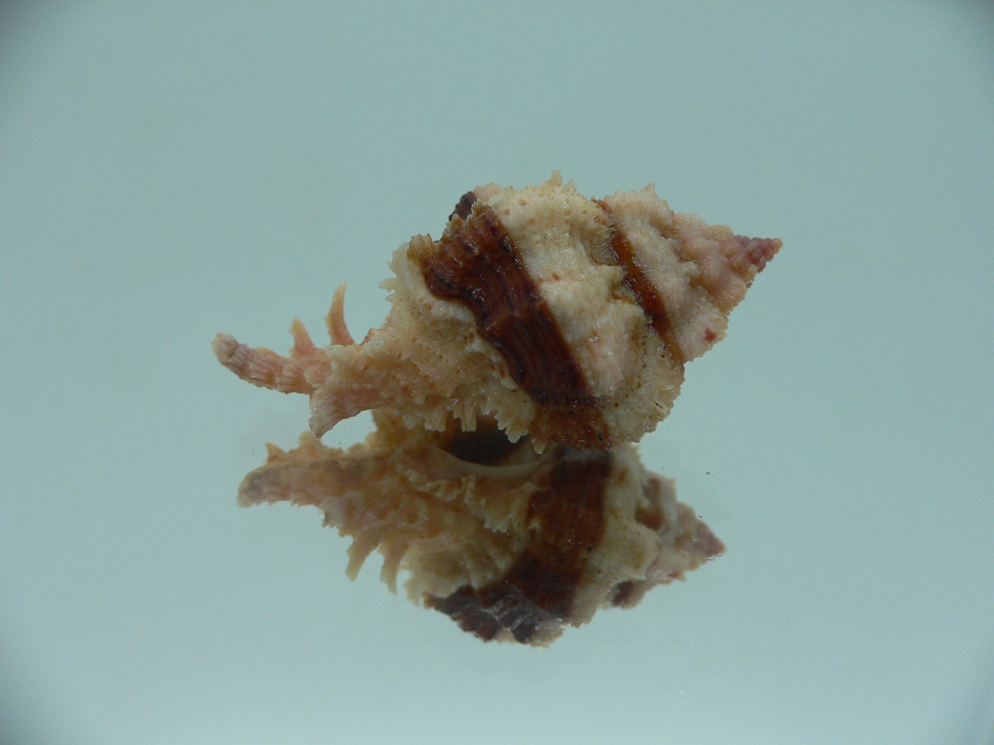 Chicomurex gloriosus DARK STRIPED