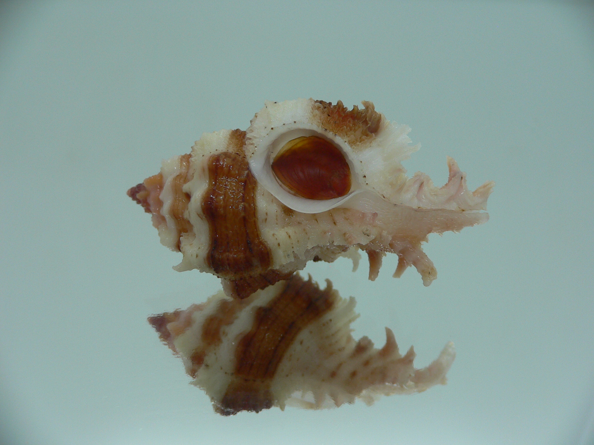 Chicomurex gloriosus DARK STRIPED