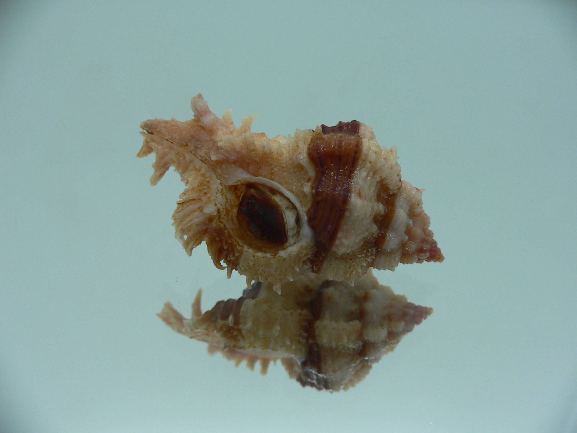 Chicomurex gloriosus DARK STRIPED