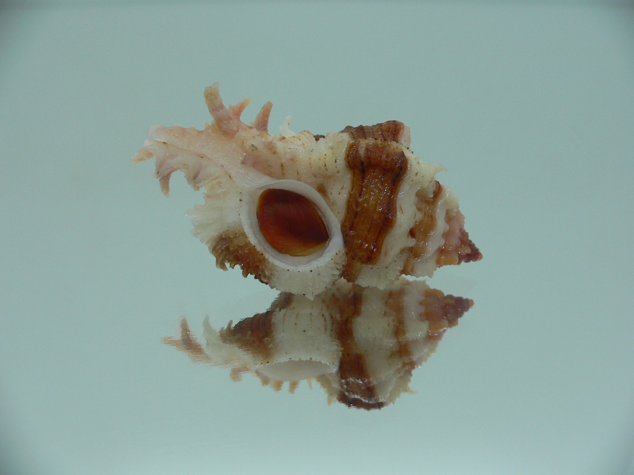 Chicomurex gloriosus DARK STRIPED