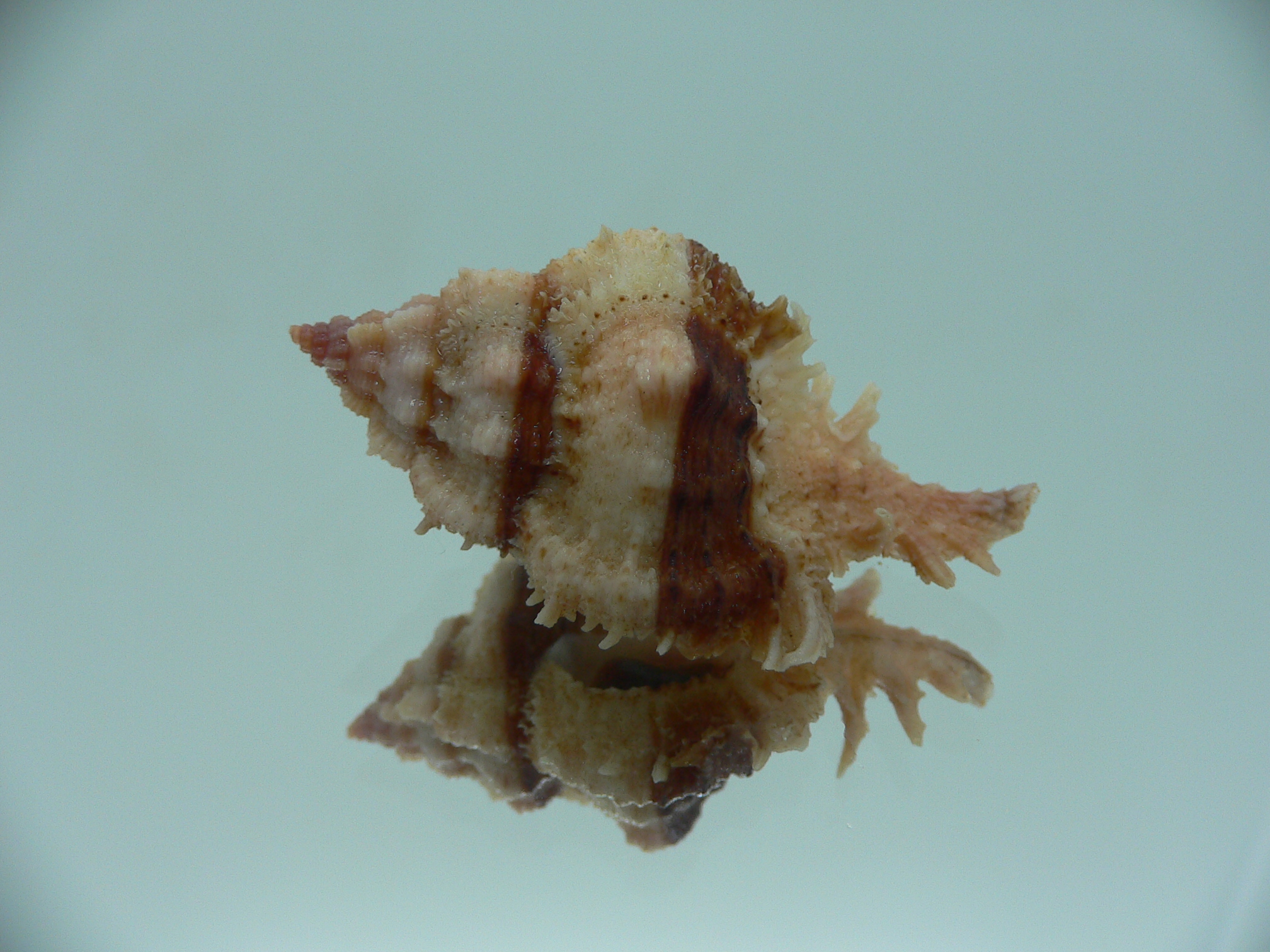 Chicomurex gloriosus DARK STRIPED