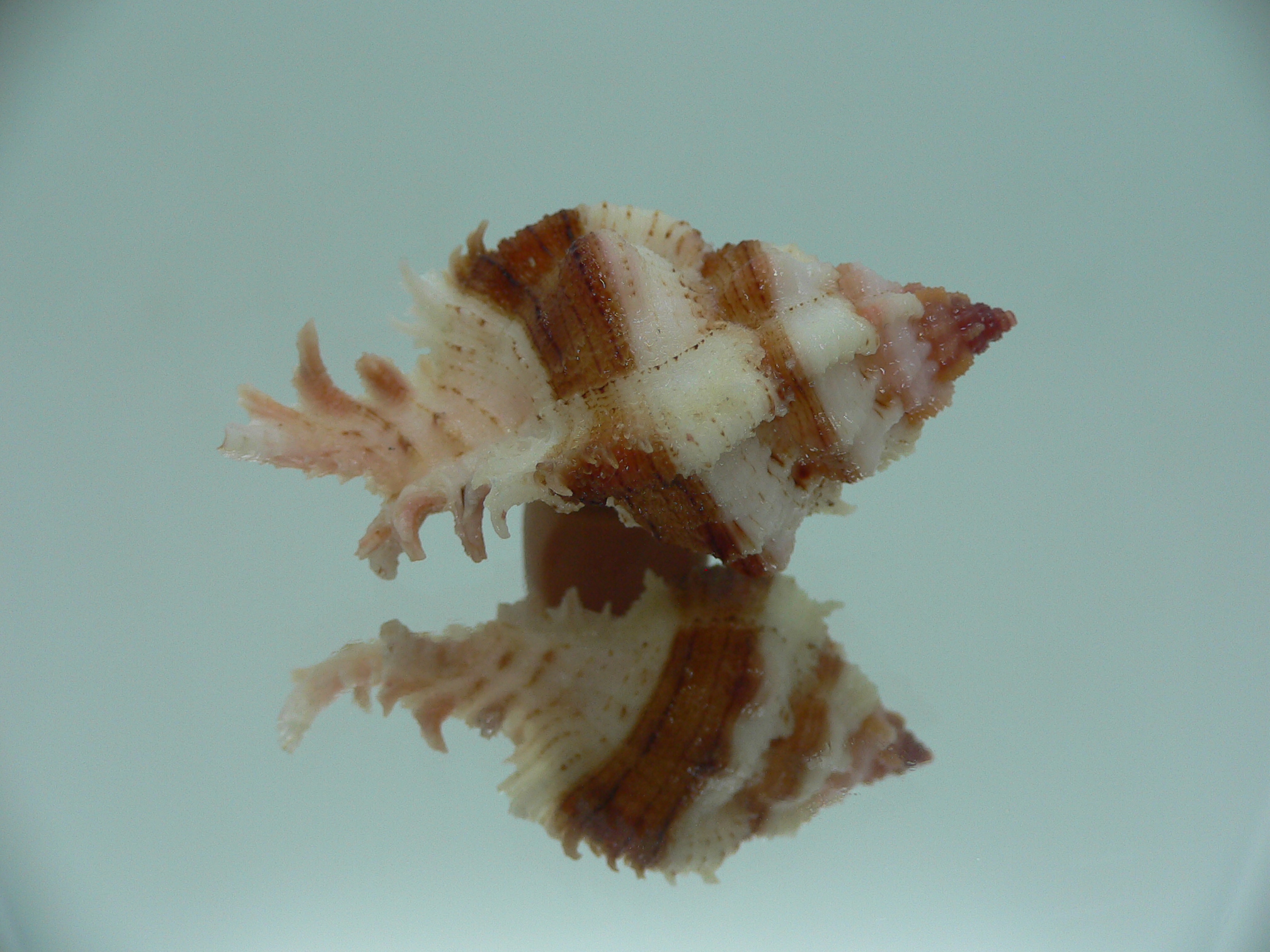 Chicomurex gloriosus DARK STRIPED