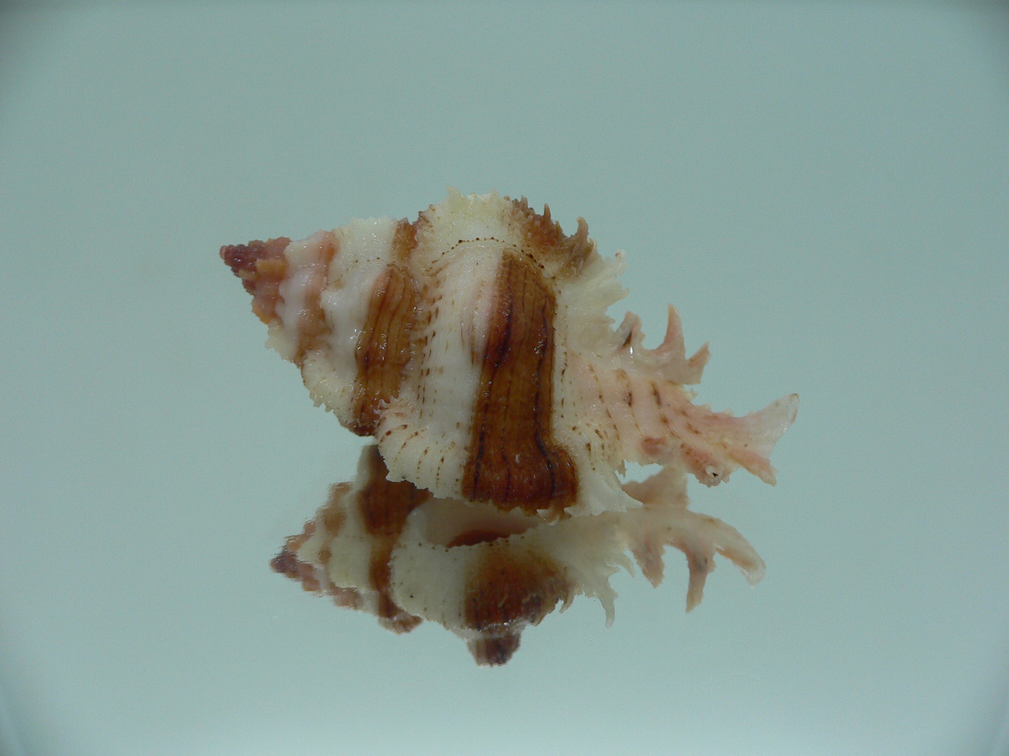 Chicomurex gloriosus DARK STRIPED