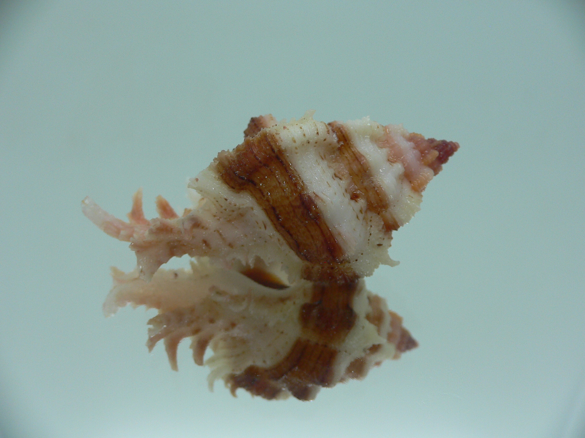 Chicomurex gloriosus DARK STRIPED
