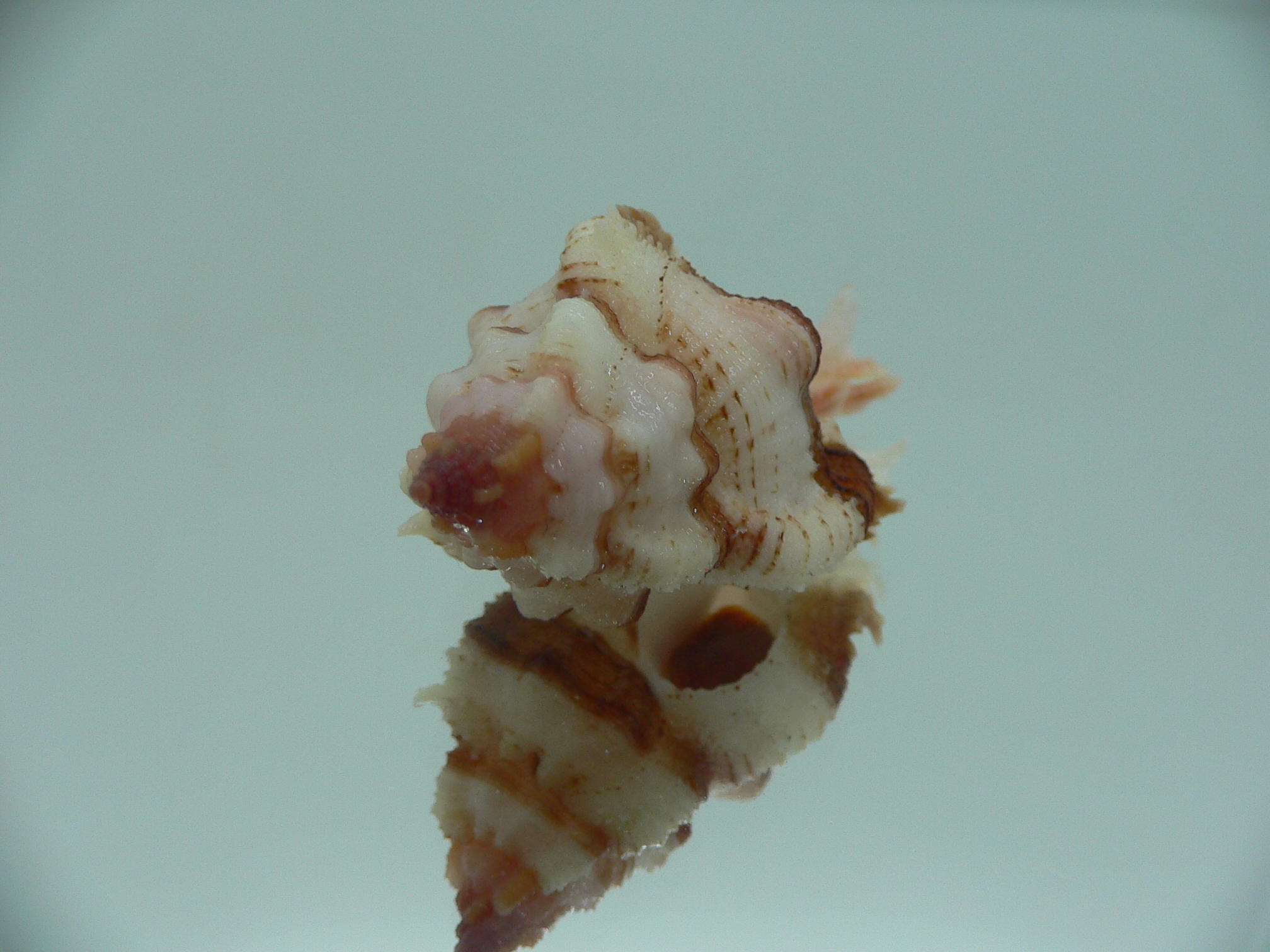 Chicomurex gloriosus DARK STRIPED