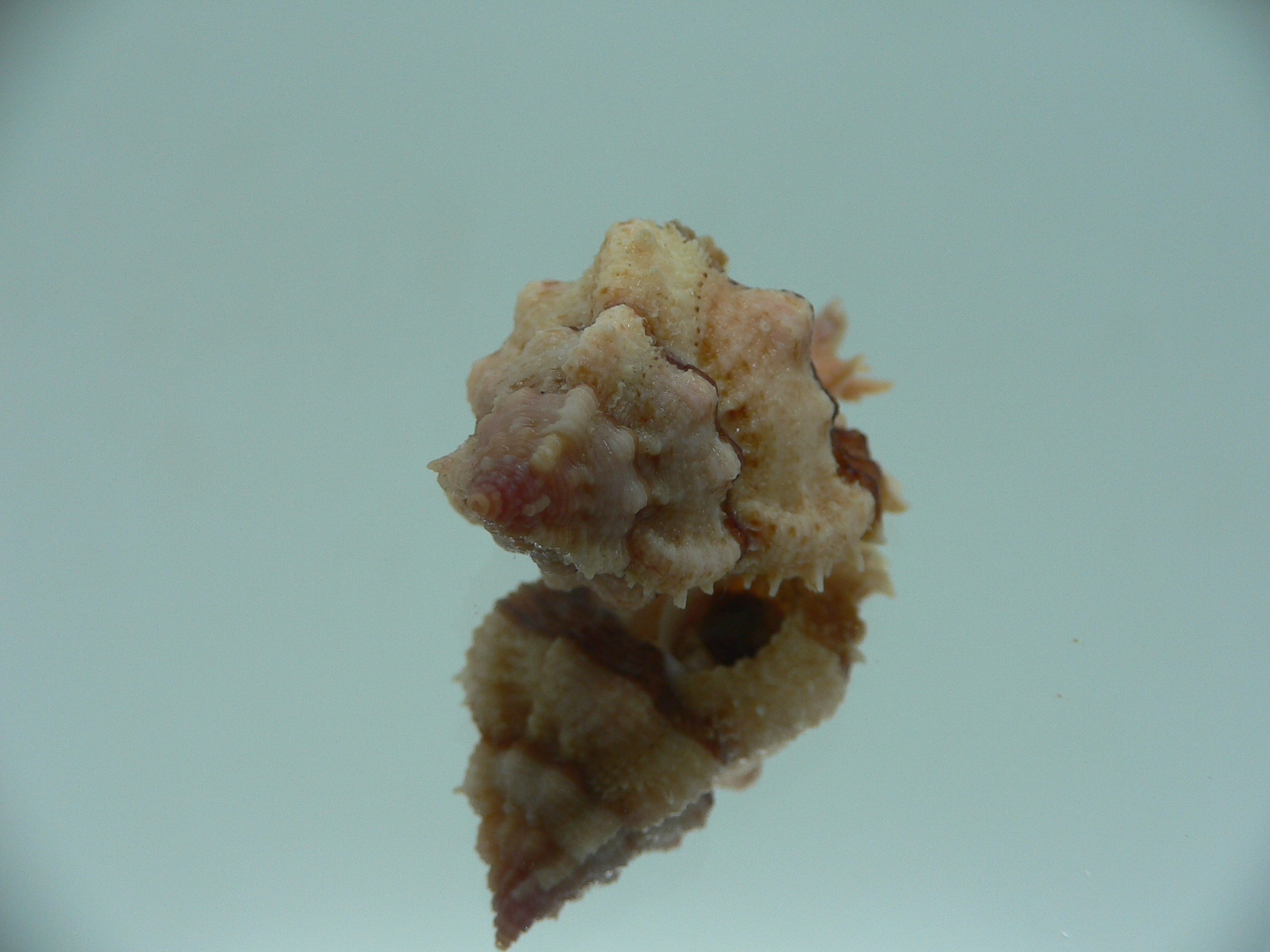 Chicomurex gloriosus DARK STRIPED