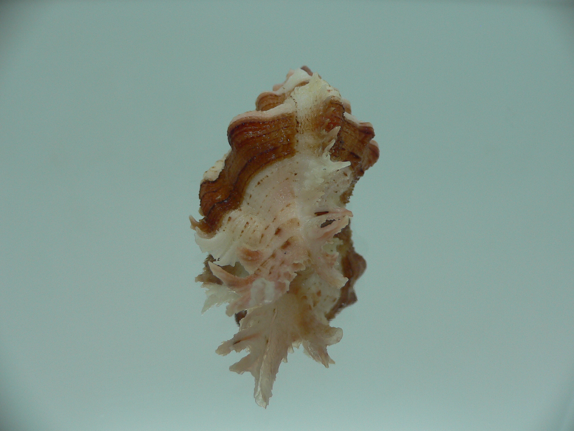 Chicomurex gloriosus DARK STRIPED